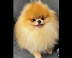 Pomeranski špic Teddy Bear tip
